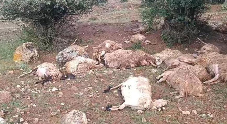 51 küçükbaş hayvan yıldırım isabet etmesi sonucu telef oldu