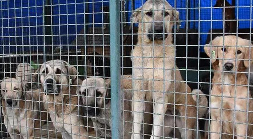 AK Partiden açıklama: Sokak hayvanları taslak çalışması tamamlandı