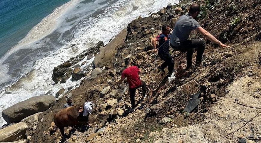 Zonguldak’ta denize kaçan boğa 200 metre yüzdü