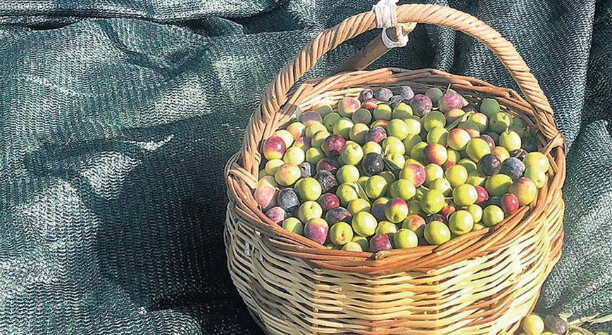 Zeytinde bolluk yılı