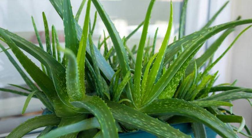 Solmuş Aloe Vera bitkisini canlandıran formül Bu iki malzemeyi karıştırıp toprağına serpin