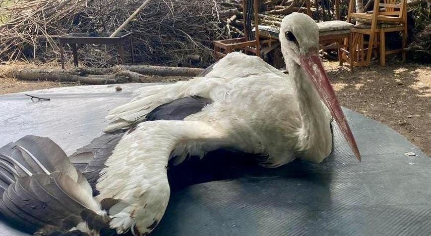 Osmaniye’de yaralı bulunan leylek tedaviye alındı