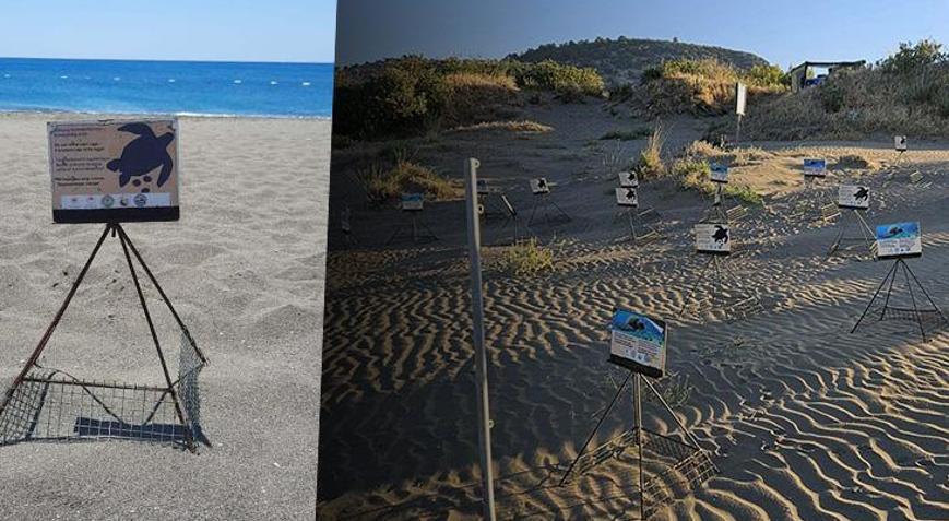 İztuzu Plajında caretta yuva sayısında artış: Rekora gidiyoruz