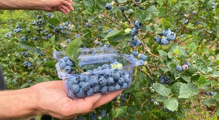 Yaban mersini hasadı başladı