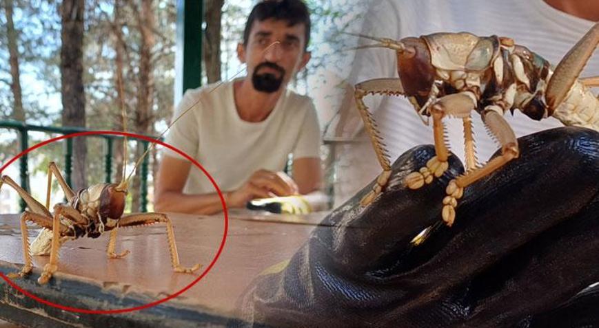 Dev çekirge bu kez de Batmanda görüldü
