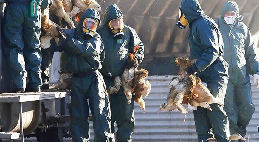 Kuş gribi vakalarında endişe verici tablo: İnsan sağlığı için tetikte olunmalı