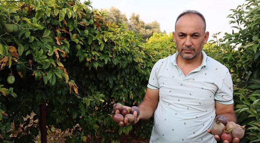 Yedek parça satıyordu: Tropikal meyve üreticisi oldu Siparişlere yetişemiyor