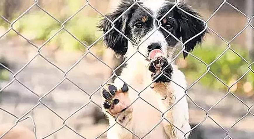 Sokak hayvanları düzenlemesi Mecliste gerginlik