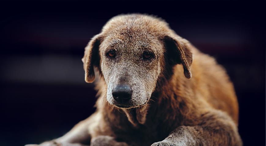 Sahipsiz hayvanlara yönelik kanun teklifi Komisyonda Kaybettiği kızının ayakkabılarını havaya kaldırarak tepki gösterdi