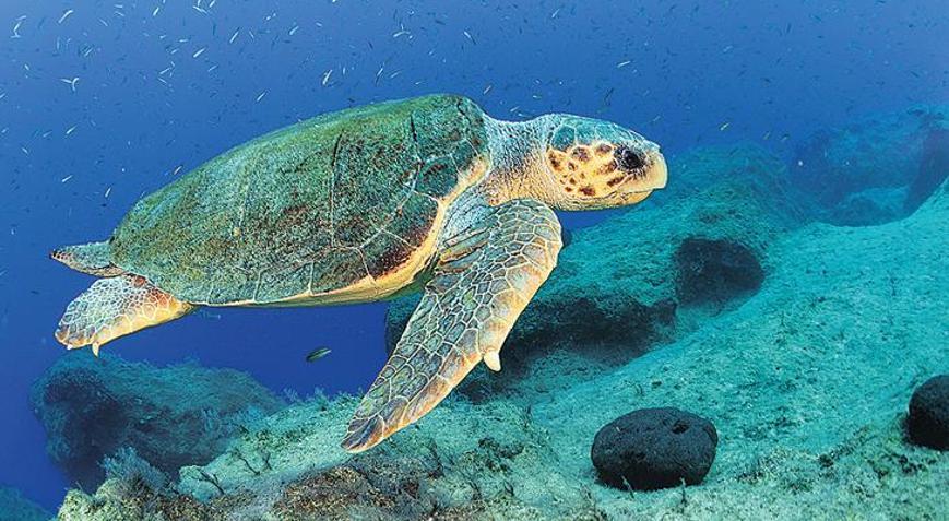 Kavurucu havalarda cinsiyetleri değişti