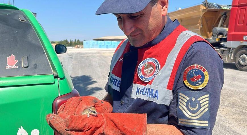Bitkin halde bulunan nesli tehlike altındaki yediuyur yavrusu, bakıma alındı