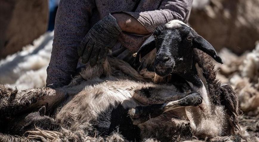 Hayvancılıkta destekleme tutarları belli oldu