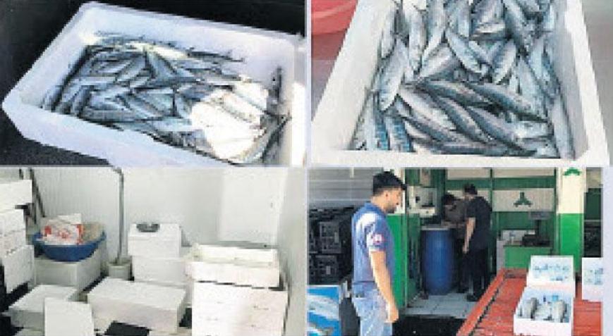 Bebek palamut katliamı