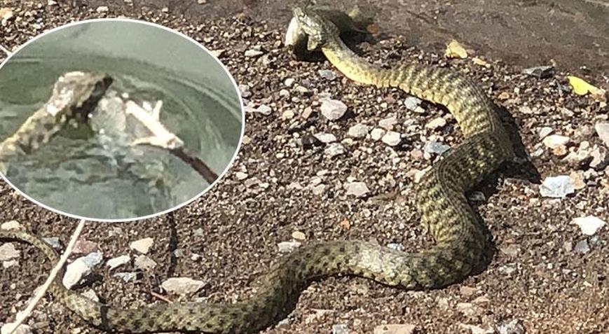 Yılanın balık avı kamerada Balıkçılar şaşkınlıkla izledi