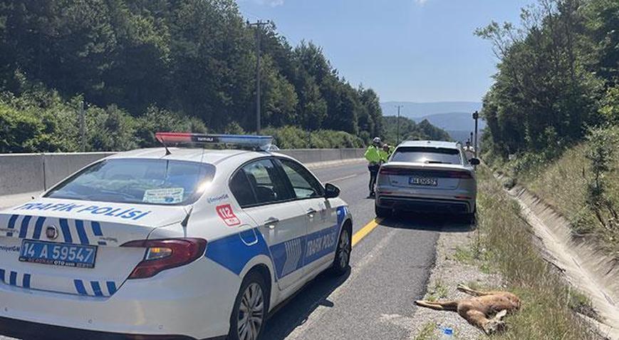 Boluda cipin çarptığı karaca öldü