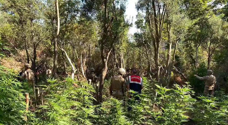 İzmirde ormanda uyuşturucu operasyonu 4 kişi gözaltına alındı