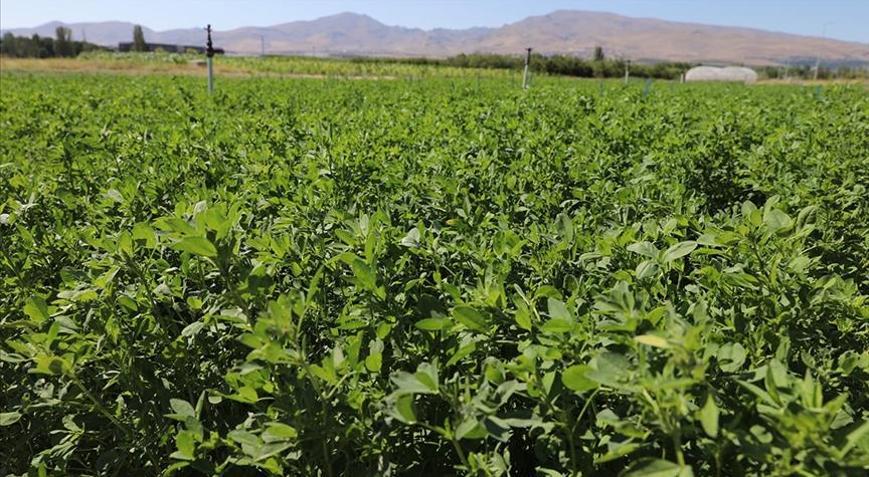 Yüksek verimli yonca çeşidi geliştirildi