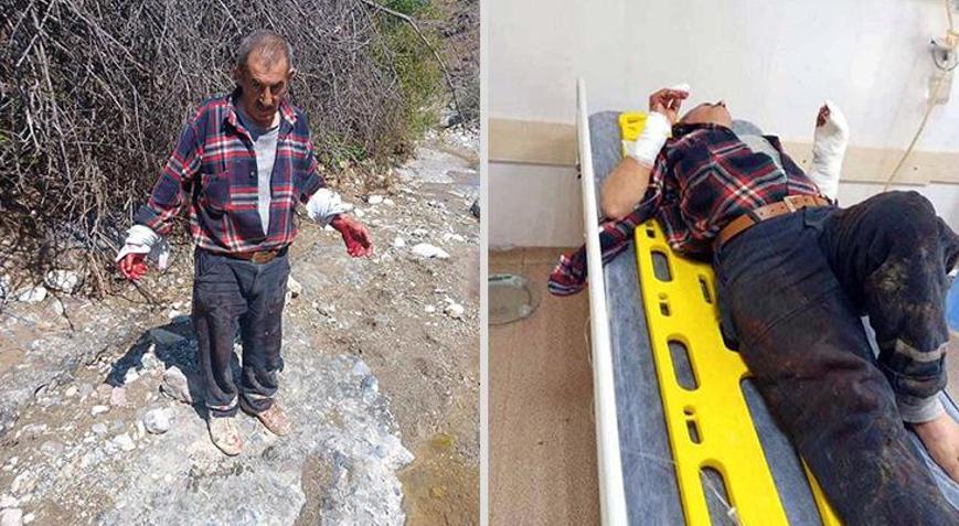 Çorumda domuz sürüsü ile karşılaşan kişi dehşeti yaşadı