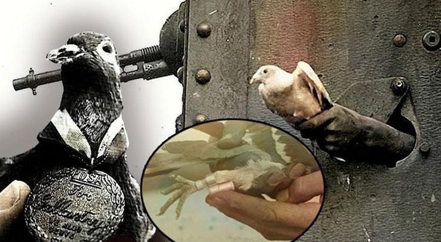 Vurulsa da uçmaktan vazgeçmedi Sağ bacağındaki adres 194 askeri kurtardı