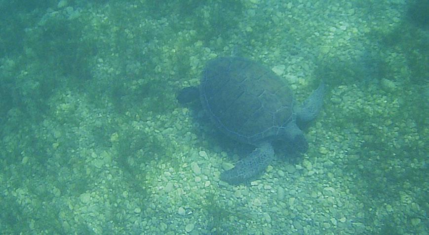 Deniz çayırlarıyla besleniyorlar Su altında böyle görüntülendiler...
