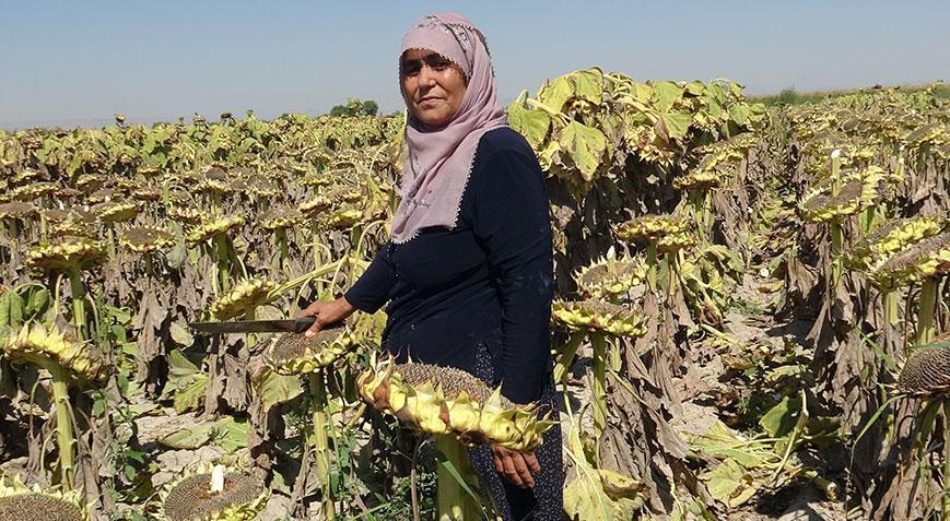 Kayseri’den Avusturya’ya Yarışmayla tanınmıştı; bu kez çekirdek hasadı yaptı
