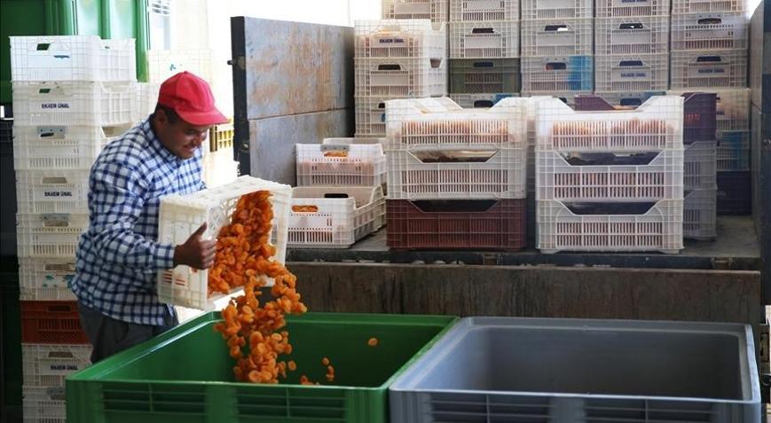Kuru kayısı yeni ihracat sezonuna hızlı başladı