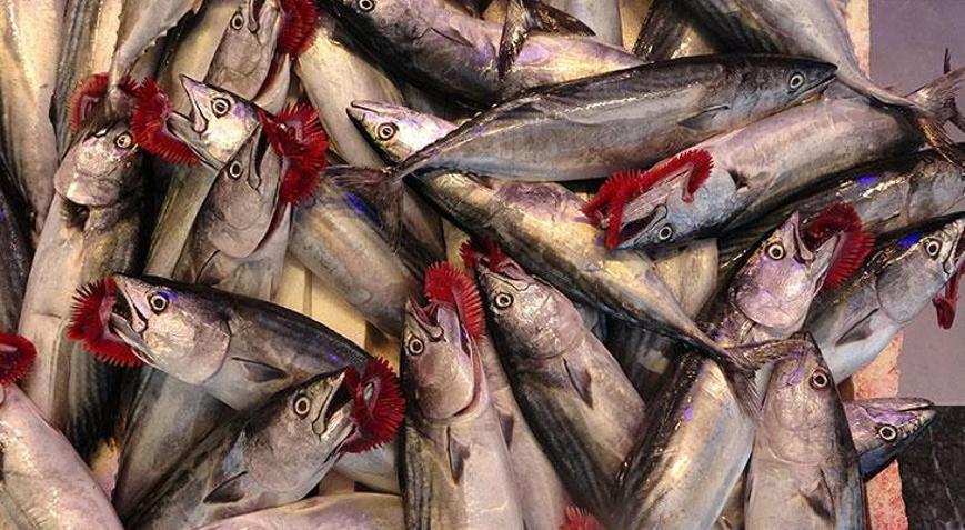 Balıkçılardan palamut için “tuzlama” önerisi