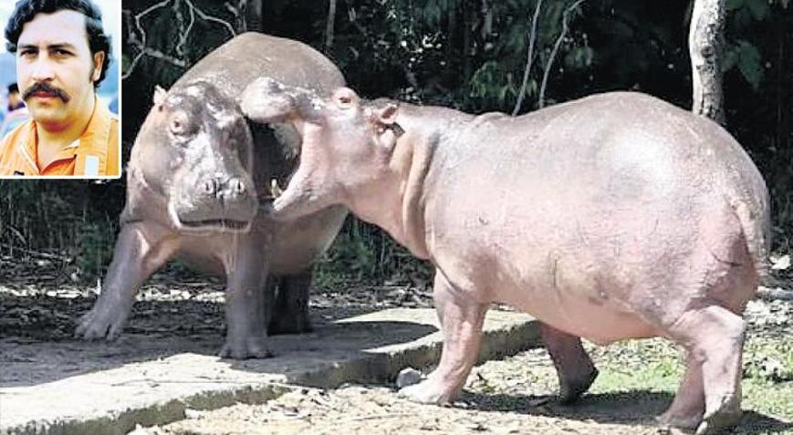 Escobar’ın hipopotamlarına ölüm kararı