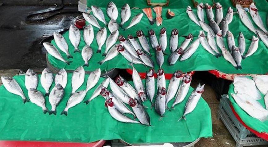 Balıkçılar sezondan umutlu Palamut bolluğu