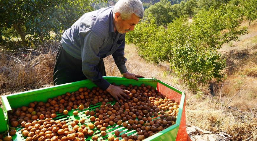 Osmaniye’de ceviz hasadı başladı