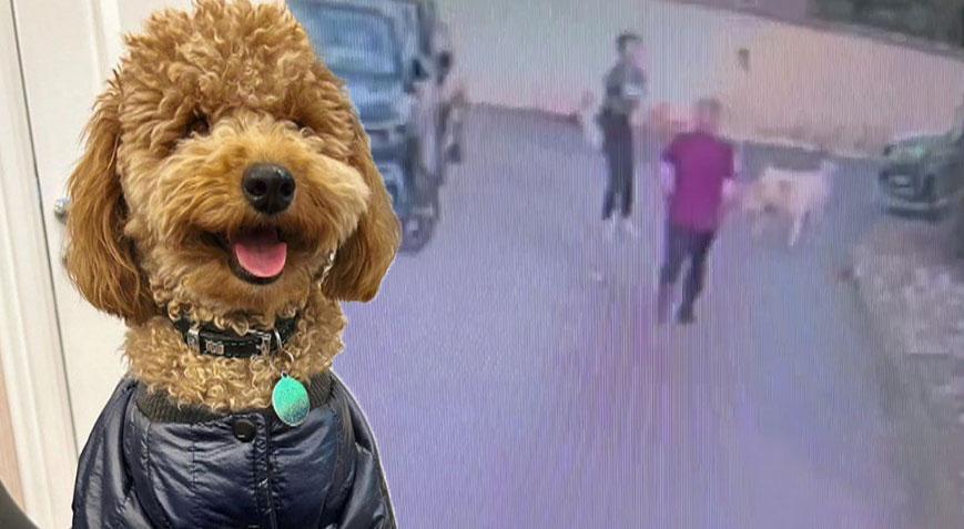 Kangal köpeğin saldırdığı köpek öldü; sahibi kalp krizi geçirdi