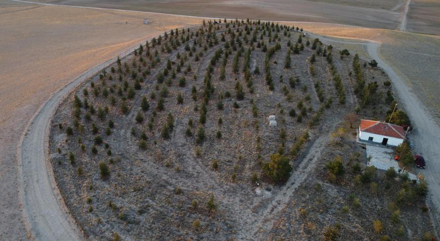 Bozkırı, ormana çevirdi