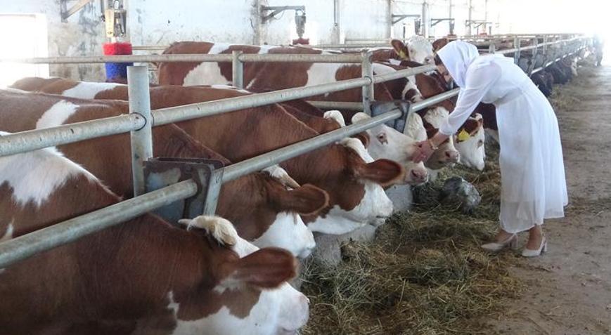 Devlet desteği ile hayalleri gerçek oldu Kendi çiftliğini kurdu