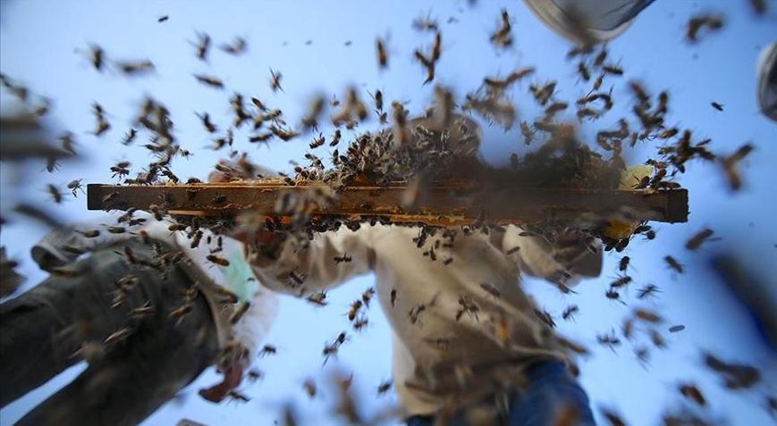 Arıcılara kovan başına 50 lira destek verilecek