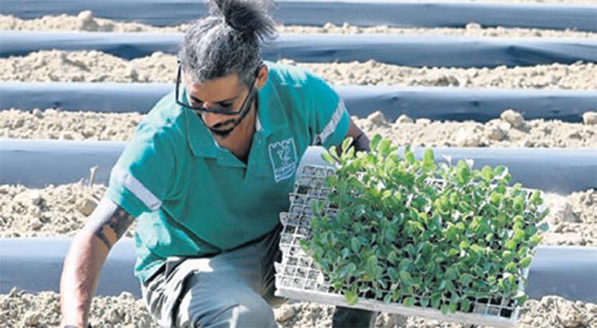 Bu kış da sofralara Adabahçe bereketi