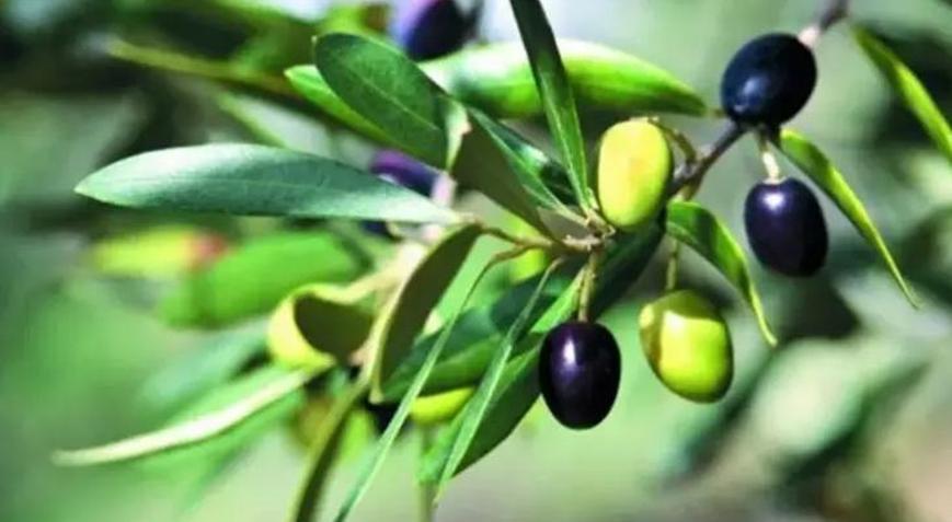 Bir kg zeytinin maliyeti hesaplandı Geçen yıla göre yüzde 23 arttı