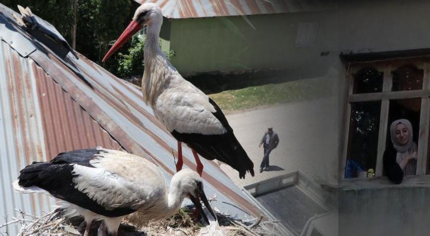 Buraya gelen leylekler göç etmeyi bırakıyor: Son yıllarda sayıları giderek artıyor