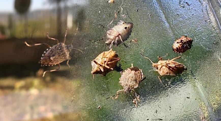 Bir kentte daha kokarca paniği Görüldüğü yerde imha edilmeli