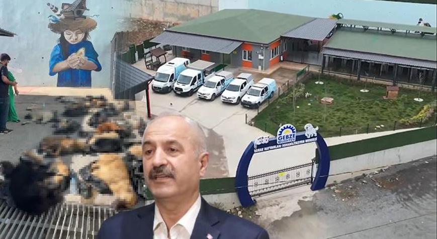Gebzedeki hayvan ölümleri Belediye başkanı: Herkese hesabını soracağız