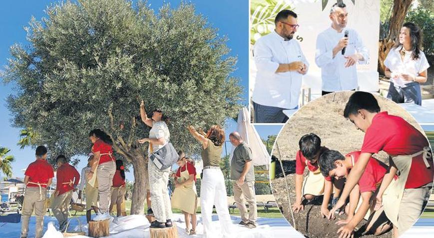 İlk zeytin hasadı çocuklardan