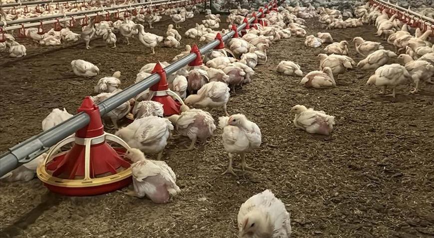 Tavuk eti üretimi ağustosta arttı