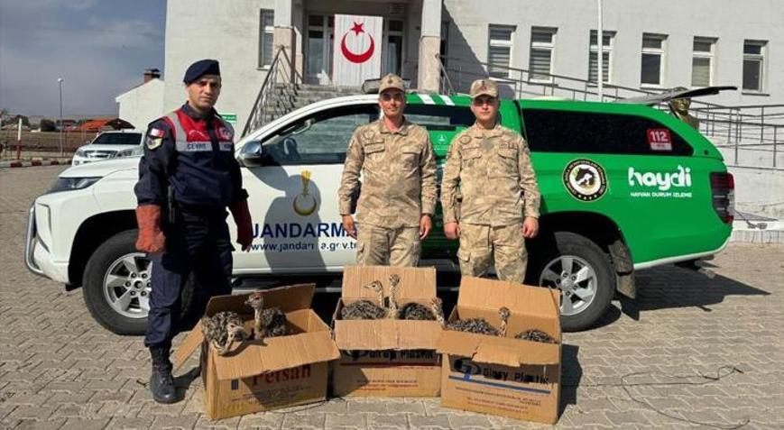 Ağrıda otobüste ele geçirildi 6 yavru deve kuşunu kutulara koymuşlar