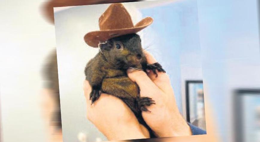 Musk fenomen sincabın ölümünü Demokratlara bağladı