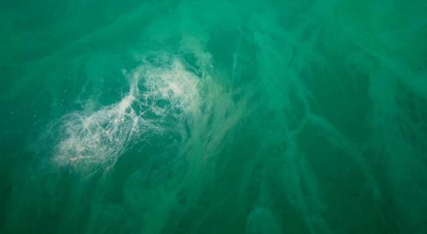 Güney Marmarada müsilaj endişesi