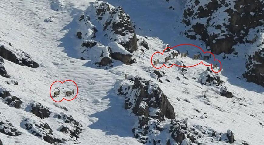 3300 rakımlı karlı zirve Böyle görüntülendiler