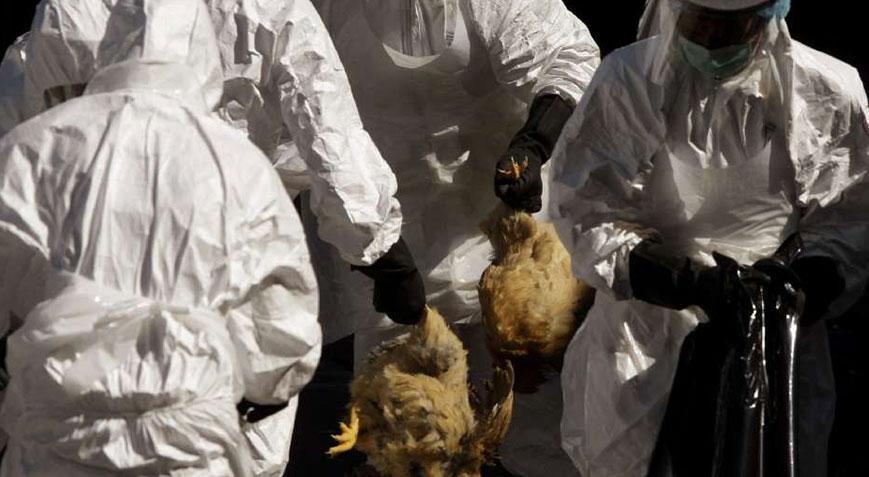 Eskişehirde kuş gribi alarmı 5 mahalle karantinaya alındı