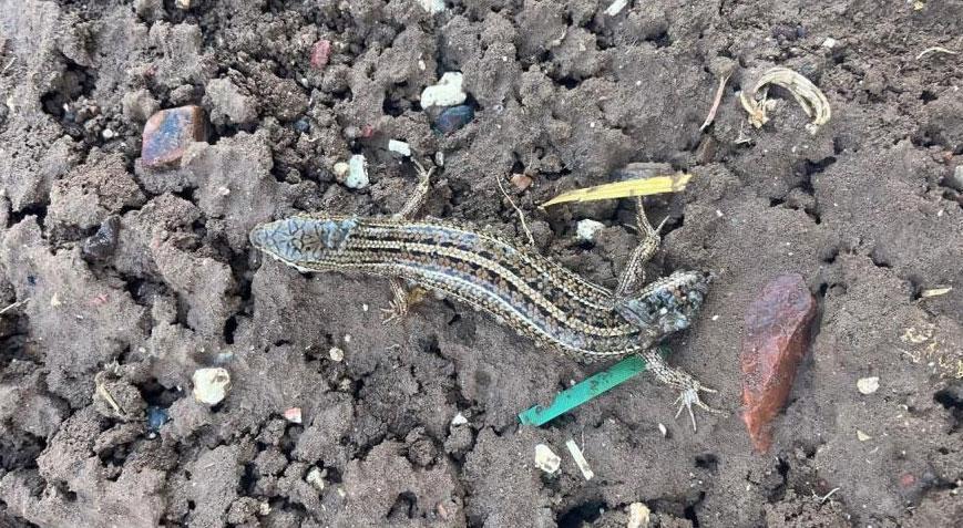 Yer: Adıyaman Görenler gözlerine inanamadı: Çift başlı...