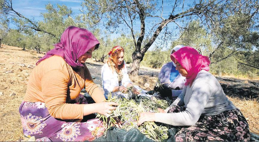 Zeytin ağacına ata toprağına sahip çıkma öyküsü