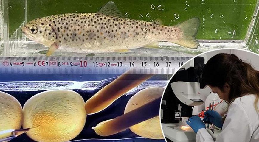 Laboratuvarda üretildi: Mutant Karadeniz alabalığı