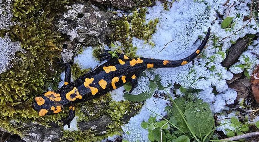 Türk Semenderi Gaziantepte ortaya çıktı
